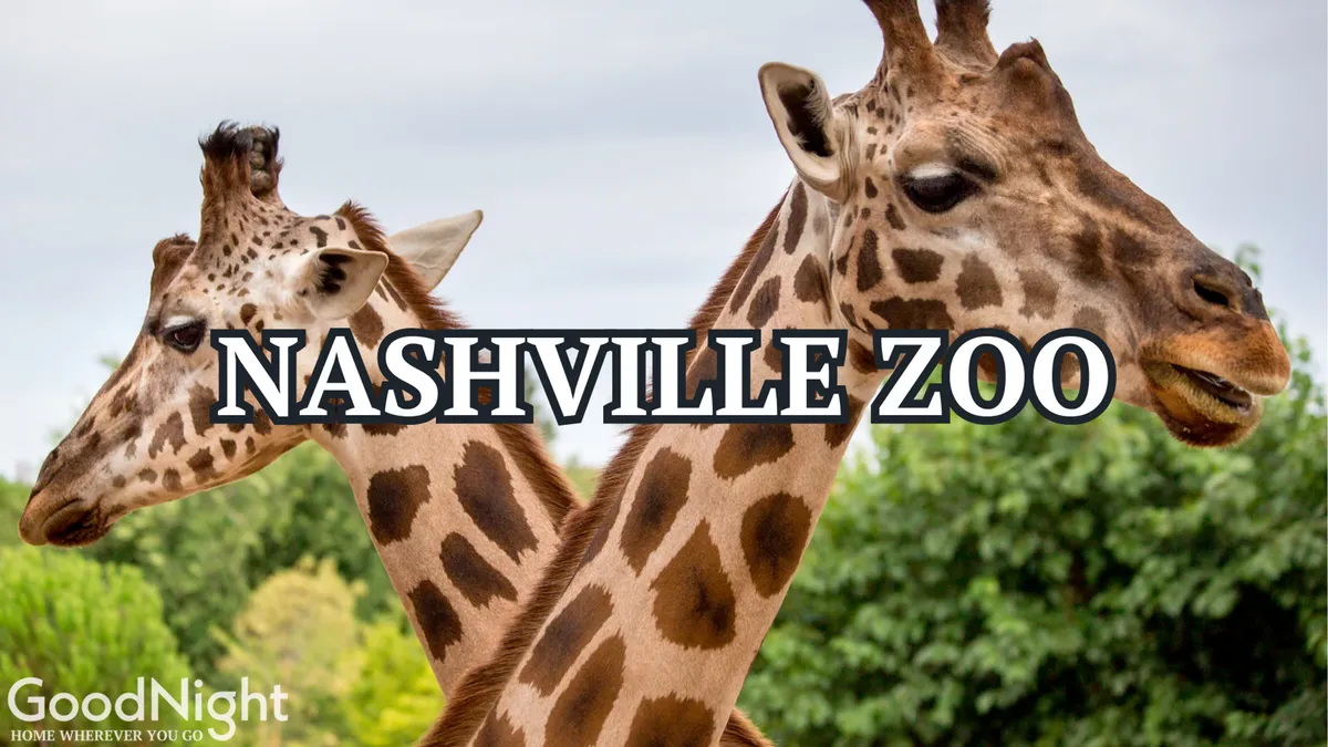 A cheerful outdoor scene at the Nashville Zoo, featuring two giraffes amid lush greenery. Families and children are visible in the background, interacting with the environment and enjoying close-up animal encounters.